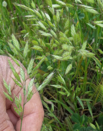 Bromus sp.